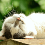 【猫の習性】猫が寝てばかりで不安・・・病気では？心配ありません！