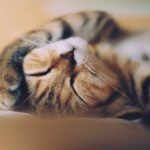 【猫の習性】猫が寝ている最中、突然痙攣！いったい何！？
